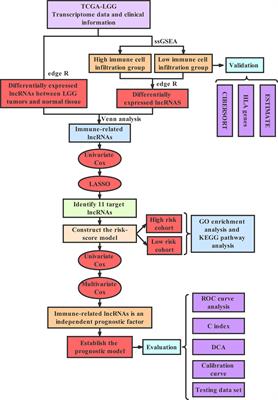 Identification and Verification on Prognostic Index of Lower-Grade Glioma Immune-Related LncRNAs